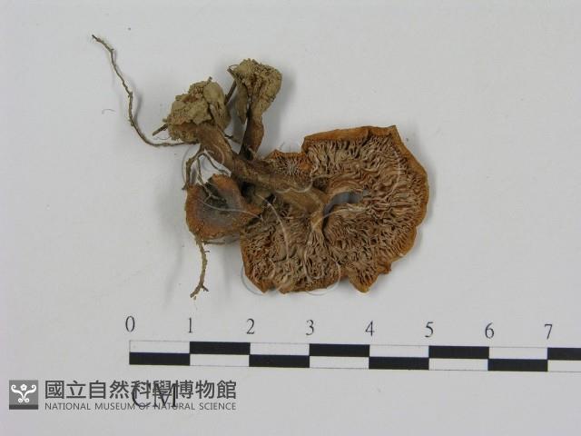 乳菇屬藏品圖，第3張