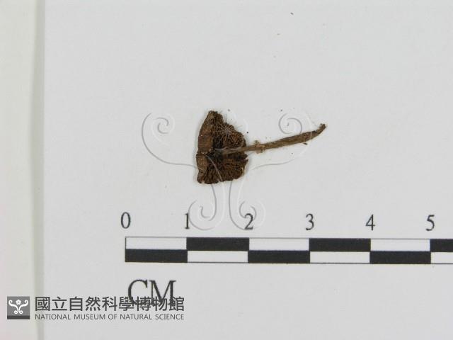 登錄號:F0009648藏品圖，第3張