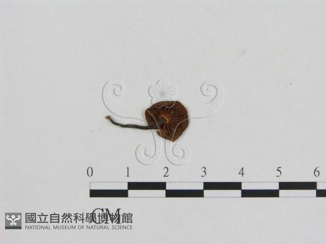 小菇屬藏品圖，第3張