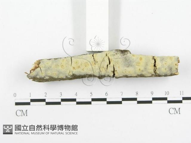 登錄號:F0020448藏品圖，第3張