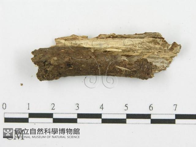 登錄號:F0000448藏品圖，第3張