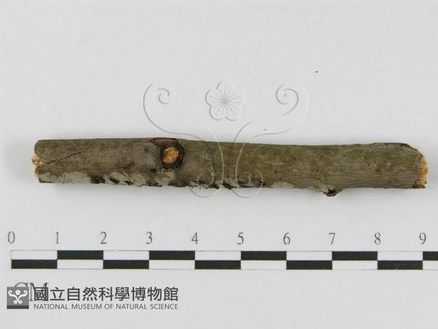 登錄號:F0010448藏品圖，第3張