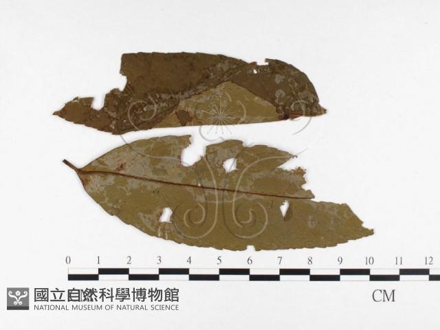 登錄號:F0026448藏品圖，第1張