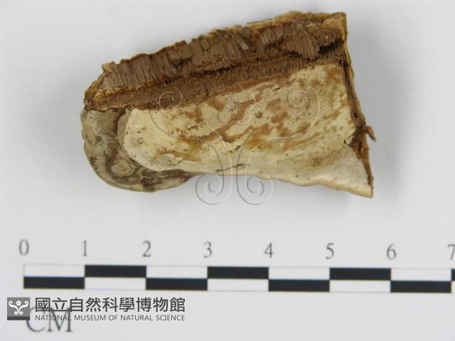 登錄號:F0006448藏品圖，第3張