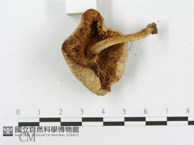 登錄號:F0014448藏品圖，第3張