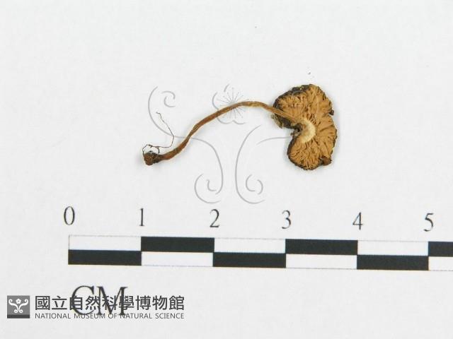 登錄號:F0012448藏品圖，第3張