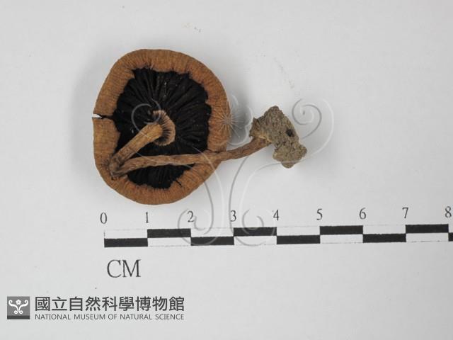 登錄號:F0027448藏品圖，第3張