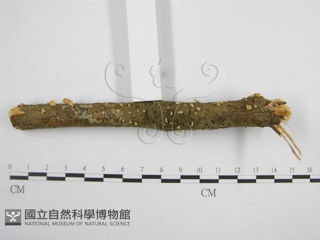 微皮傘屬藏品圖，第3張