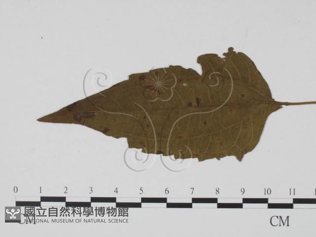 登錄號:F0019448藏品圖，第3張
