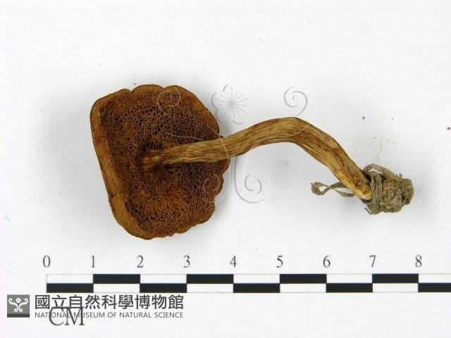 登錄號:F0023448藏品圖，第3張