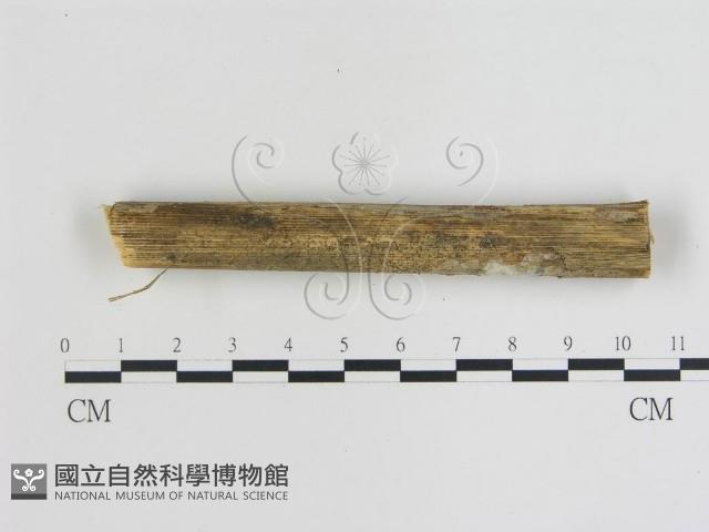 登錄號:F0013448藏品圖，第3張