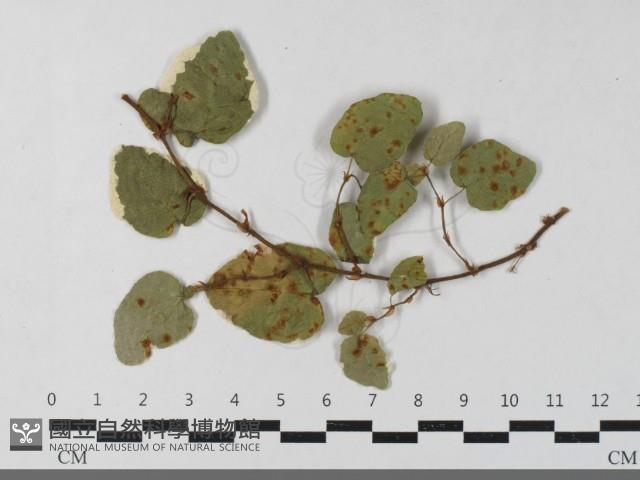 登錄號:F0033448藏品圖，第3張