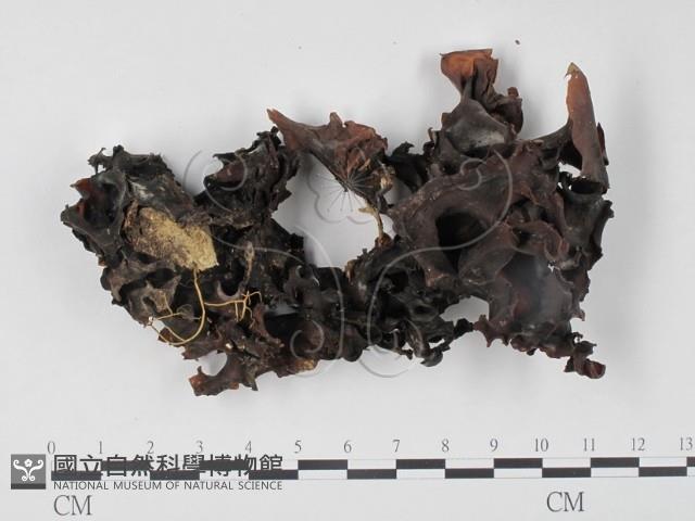 登錄號:F0010748藏品圖，第3張