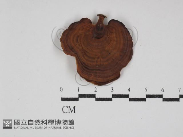 黄柄小孔菌藏品圖，第3張