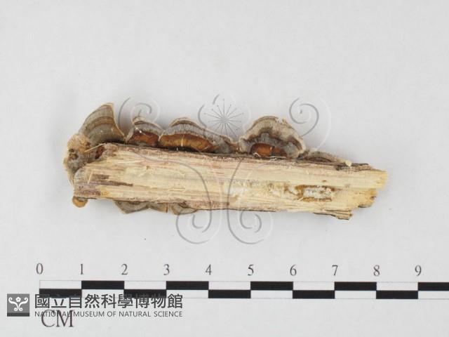 栓菌屬藏品圖，第3張