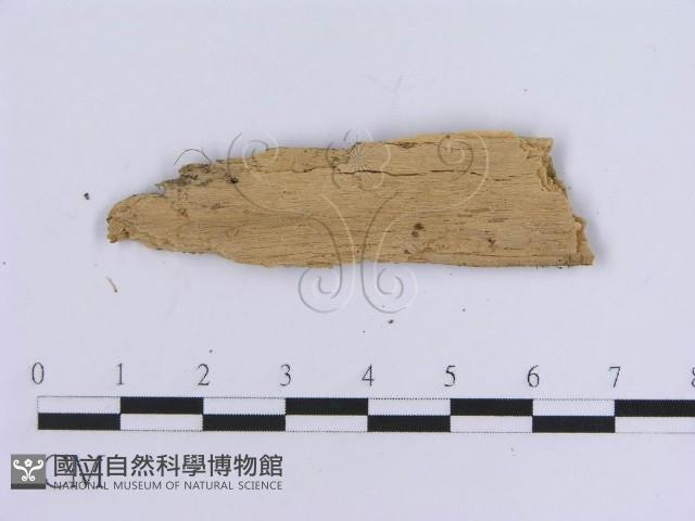 登錄號:F0016748藏品圖，第3張