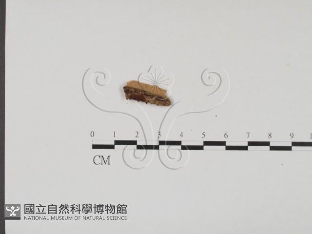 登錄號:F0011748藏品圖，第3張