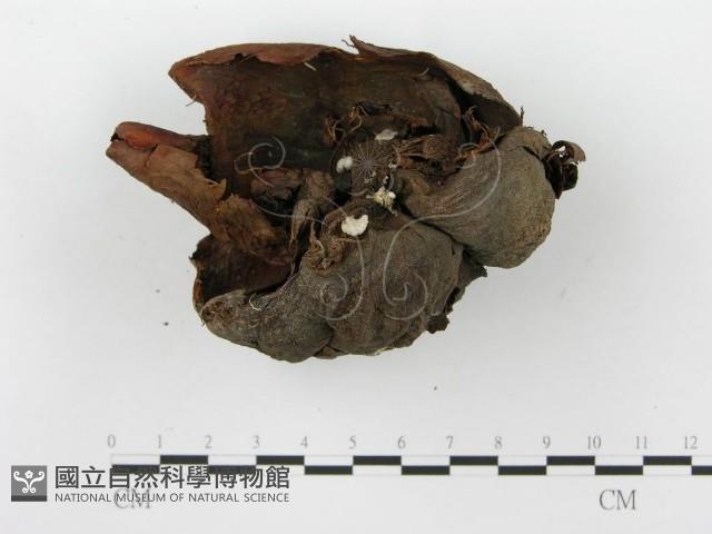 裂褶菌藏品圖，第1張