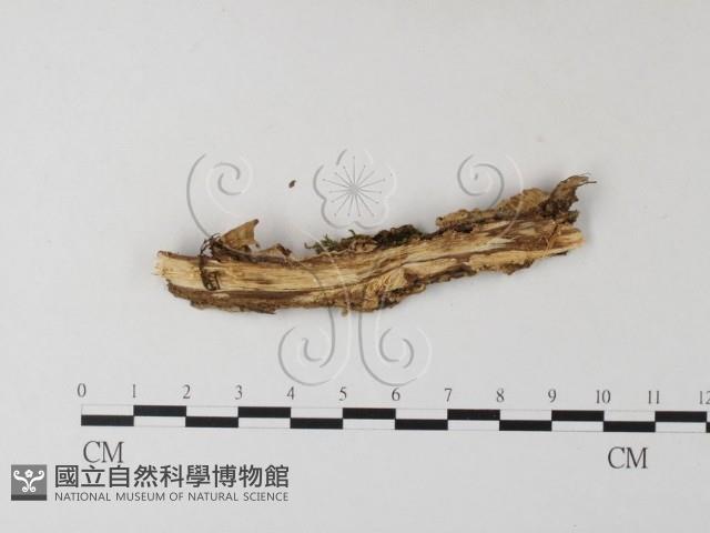 韌革菌屬藏品圖，第3張