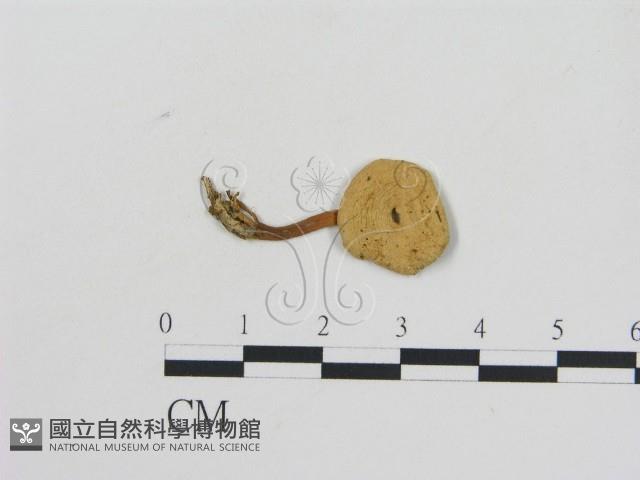 乳菇屬藏品圖，第3張