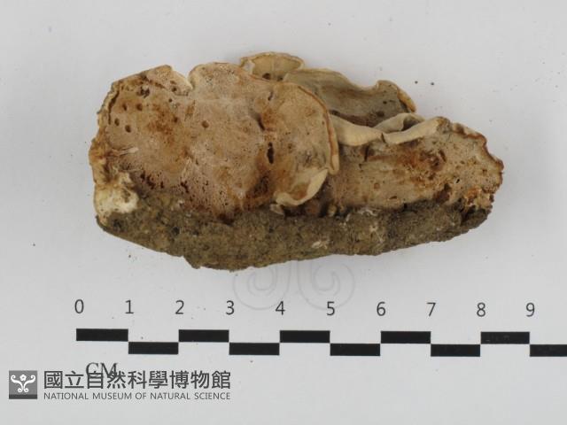 登錄號:F0032748藏品圖，第3張