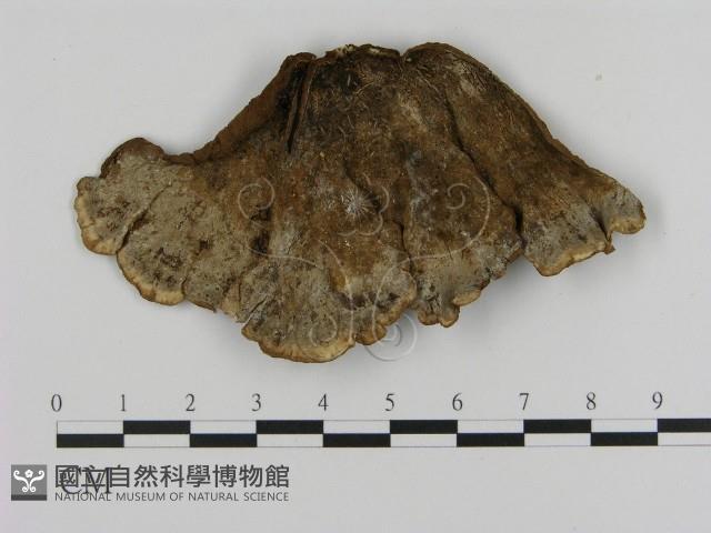 登錄號:F0007748藏品圖，第3張