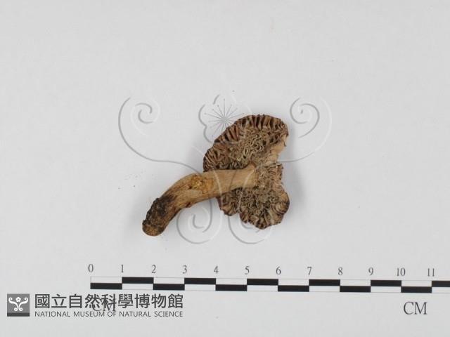 登錄號:F0025748藏品圖，第3張