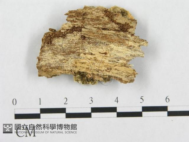 登錄號:F0015748藏品圖，第1張