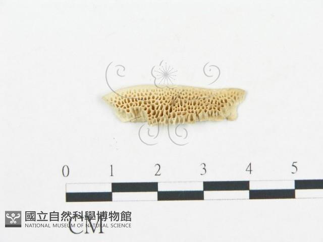 登錄號:F0019748藏品圖，第1張