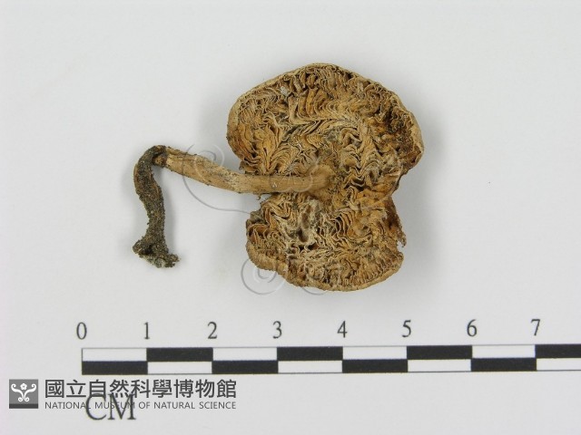 登錄號:F0008548藏品圖，第3張