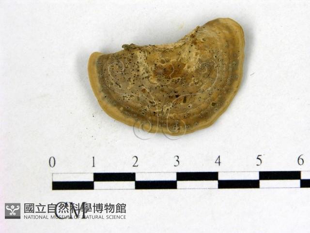 登錄號:F0010548藏品圖，第3張