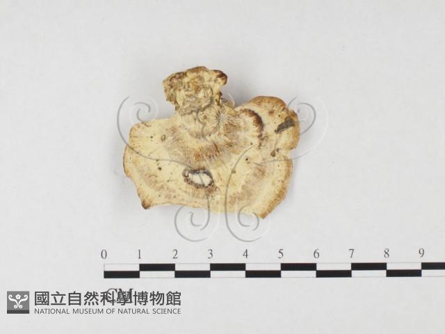 殘孔菌屬藏品圖，第3張