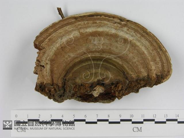 登錄號:F0016548藏品圖，第1張