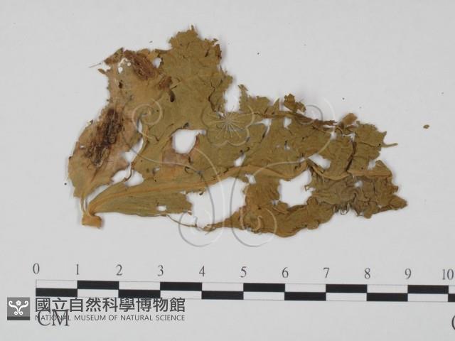 登錄號:F0011548藏品圖，第3張