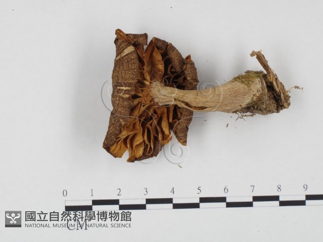 登錄號:F0024548藏品圖，第3張
