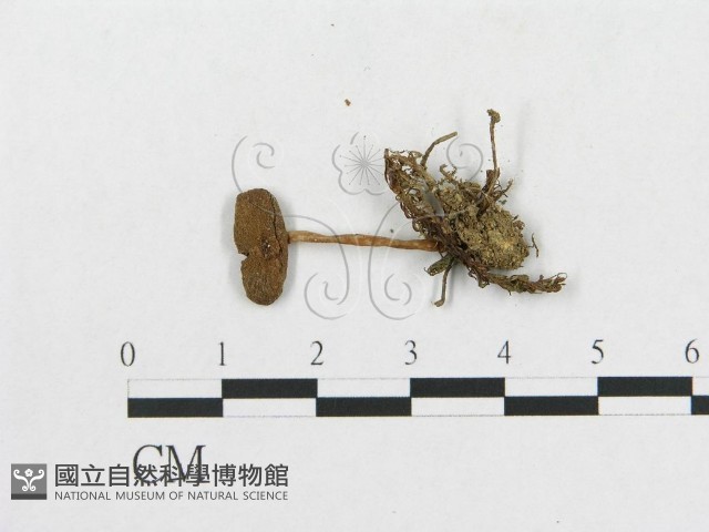 登錄號:F0014548藏品圖，第3張