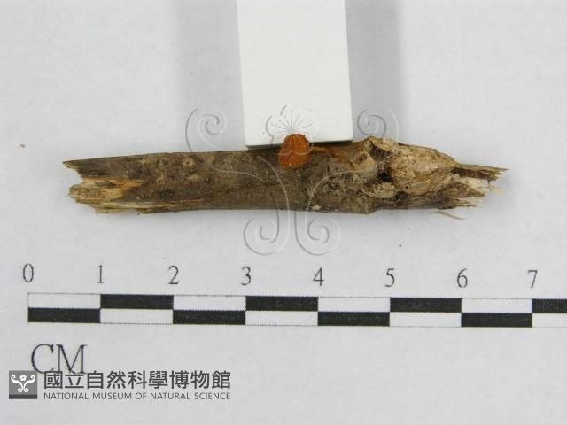 盔孢傘屬藏品圖，第3張