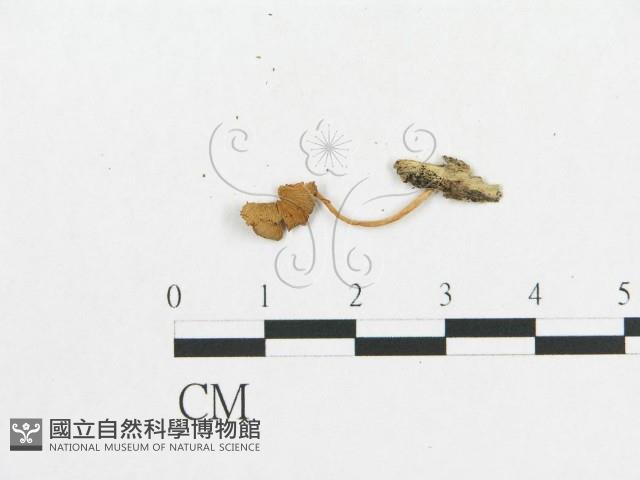 登錄號:F0007548藏品圖，第3張