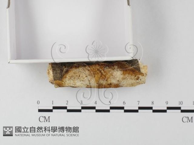 登錄號:F0025548藏品圖，第3張