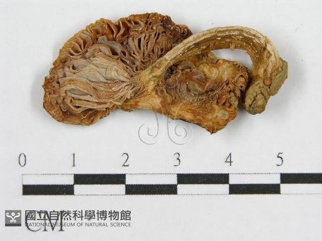 登錄號:F0005548藏品圖，第3張