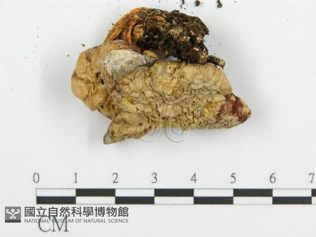 登錄號:F0009548藏品圖，第3張