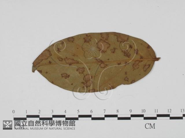 登錄號:F0019548藏品圖，第3張