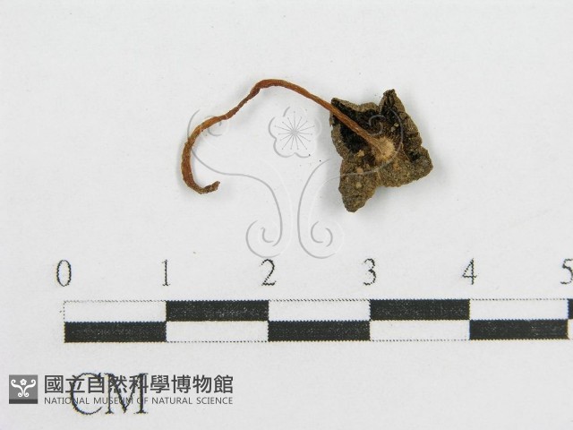 鬼傘屬藏品圖，第3張
