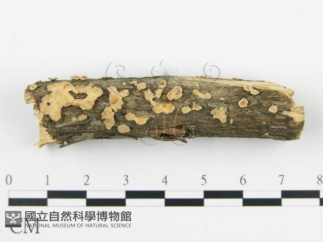 盤革菌屬藏品圖，第3張