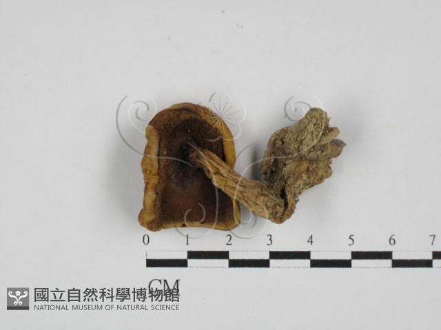 登錄號:F0028148藏品圖，第3張