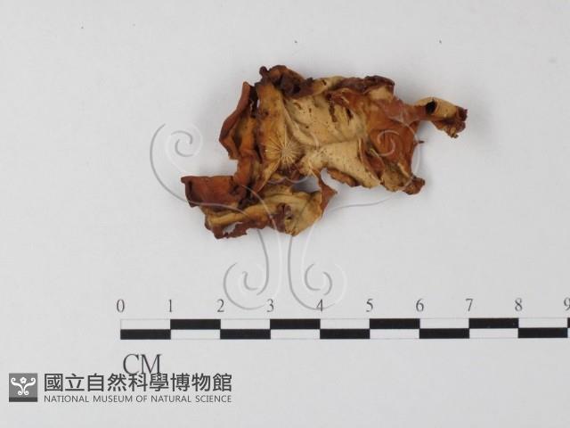 登錄號:F0008148藏品圖，第3張