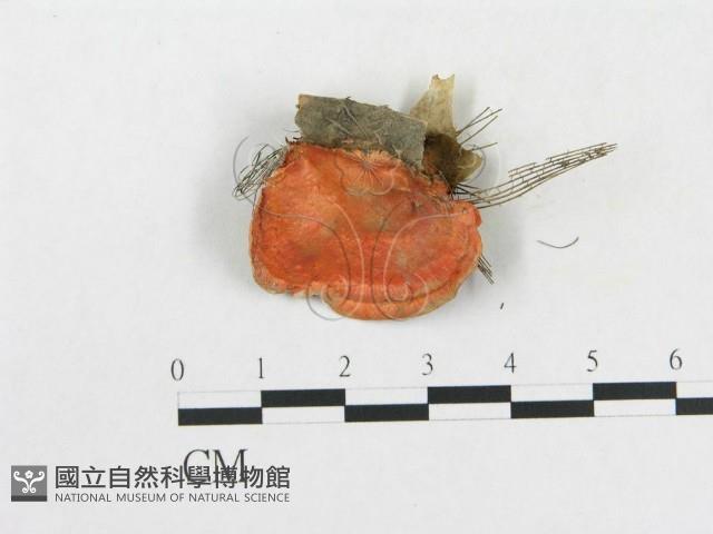 登錄號:F0000148藏品圖，第3張