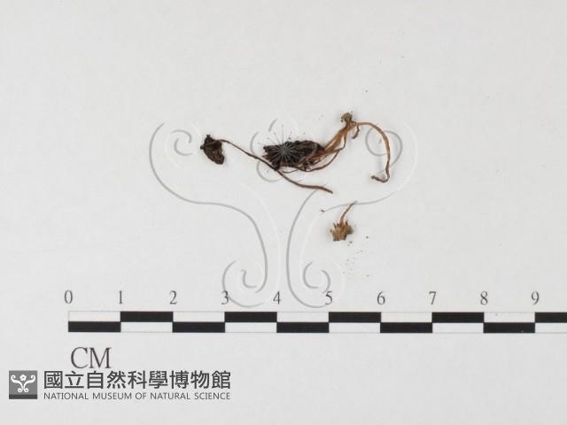 登錄號:F0026148藏品圖，第3張