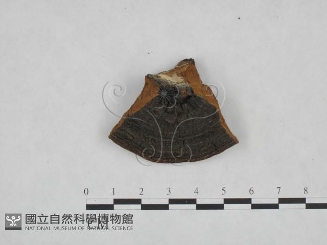 登錄號:F0006148藏品圖，第3張