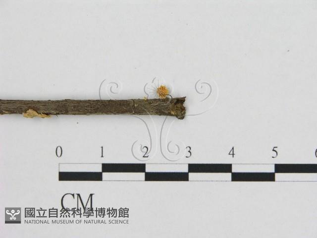 小皮傘屬藏品圖，第3張